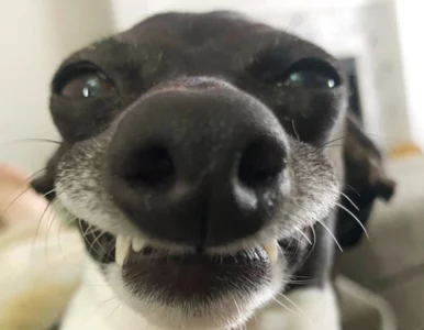 Miniatura: Wygląd tego psa jest rozbrajający....