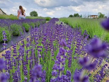 Lawendowa Siwianka, plantacja lawendy pod Warszawą 