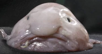 7. Psychrolutes marcidus (Blobfish) Zamieszkuje głębokie wody u wybrzeży Australii i Tasmanii. Jest rzadko widywana przez ludzi. Występuje na głębokości 600-1200 metrów. Żywi się każdym napotkanym pokarmem.