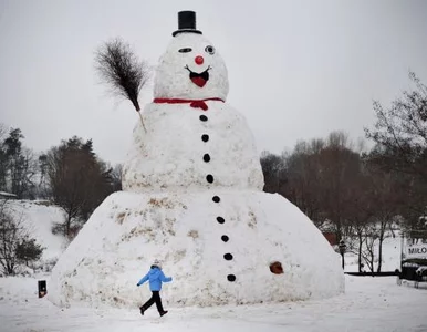 Miniatura: Największy bałwan mieszka w Polsce
