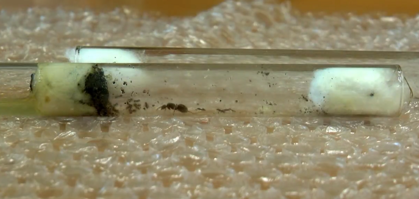 Miniatura: Mrówki w paczce przysłanej z Ukrainy