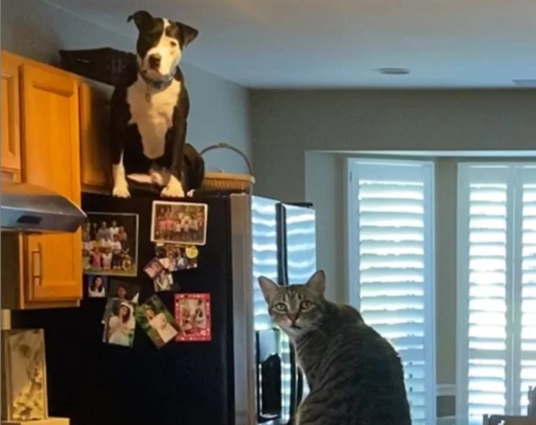 Miniatura: Pies myśli, że jest kotem. Ciągle wskakuje...