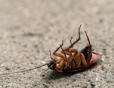 Miniatura: Długo walczyłam z karaluchami, pomógł...