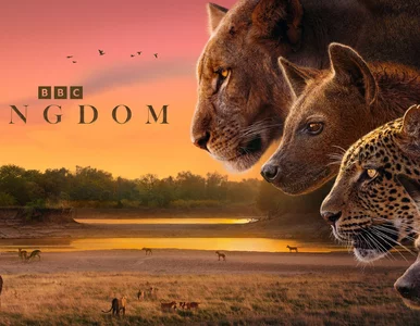 Miniatura: Ekipa BBC sfilmowała to po raz pierwszy....