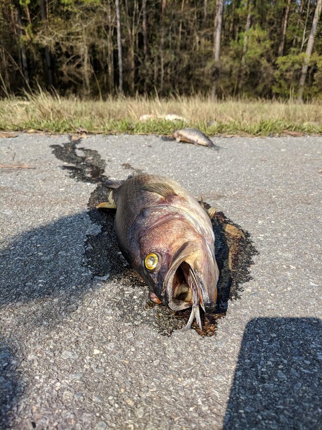 Usuwanie ryb z autostrady 