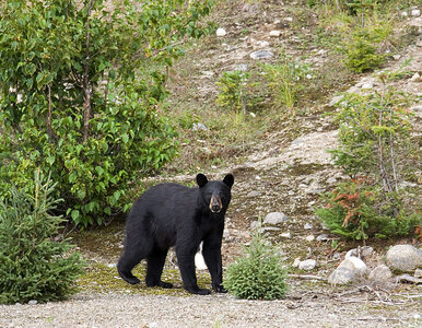 Miniatura: Niedźwiedź zaskoczył grupę turystów....