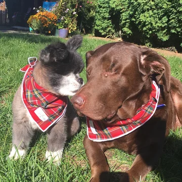 Abi i Dabi - psy, które połączyła przyjaźń 