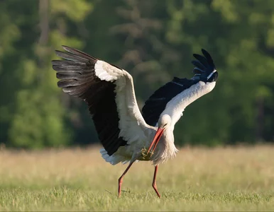 Miniatura: To najbardziej charakterystyczny polski...