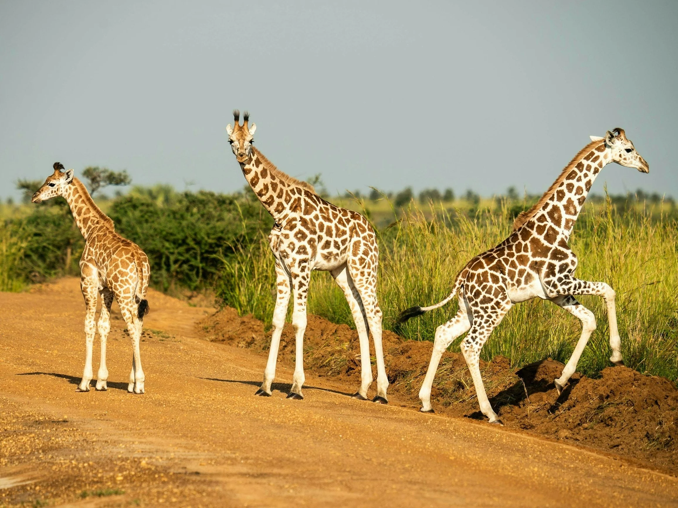 Quiz ortograficzny z nazwami zwierząt. 10/10 to konieczność!