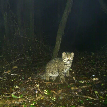 Ocelot chilijski 