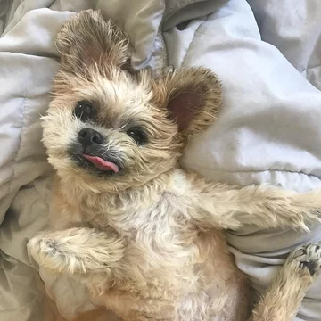 Pies Marnie 