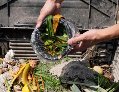 Miniatura: Kompostownik bez błędów na start. Robię to...