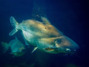 Miniatura: Wędkarz złowił gigantyczną rybę. „Potwory...