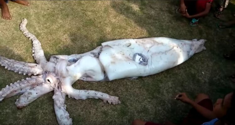 Miniatura: Kałamarnica gigant złowiona przez...