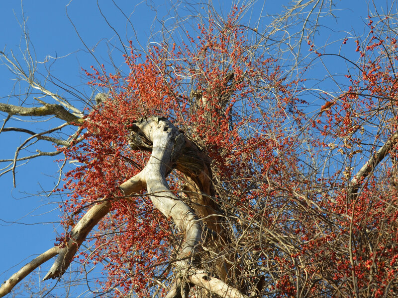 Dławisz okrągłolistny, Celastrus orbiculatus
