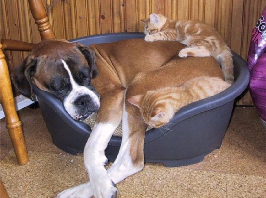 "Psie" poduszki 