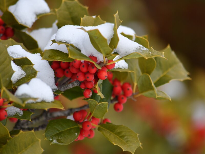 Ostrokrzew Ilex