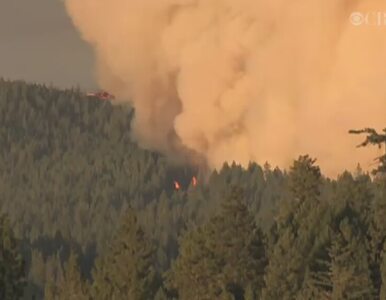 Miniatura: Pożar lasu w Kalifornii. Ogień strawił...