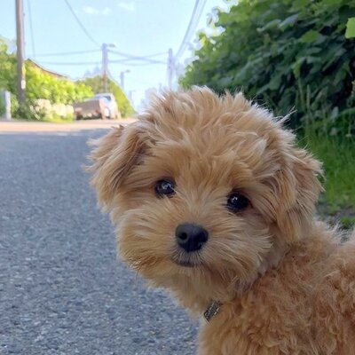 Miniatura: Pies,  czy pluszowy miś?