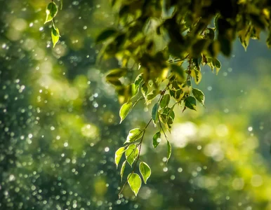 Miniatura: Quiz z przyrody. To powinien wiedzieć każdy