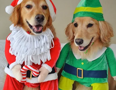 Miniatura: Te psy są nierozłączne. Ich ostatnie...