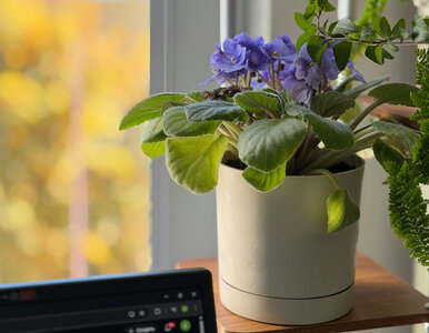 Miniatura: Jeden liść i masz kilka nowych fiołków....