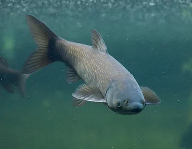 Miniatura: Amur-gigant prawie pokonał wędkarza....