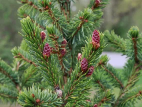 Miniatura: Zasadź go zamiast tui,...