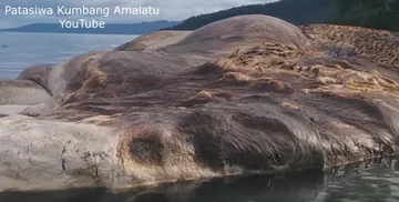 Rozkładające się szczątki ogromnego zwierzęcia 