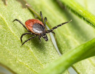 Miniatura: Wytniesz „podejrzane” rośliny i… kleszczy...