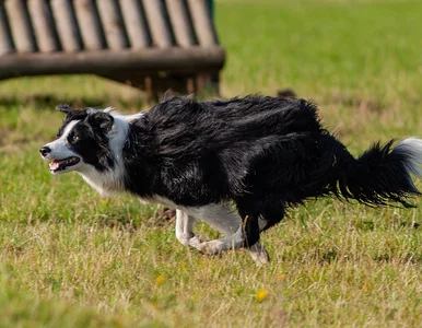 Miniatura: Pies najlepszym przyjacielem człowieka?...