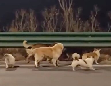 Miniatura: Historia tych psów podbiła serca całego...