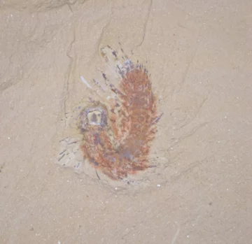 "Mityczna bestia" sprzed 500 mln lat odkryta w Chinach 