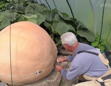 Miniatura: Zakręcony działkowiec: Uprawia dynie...