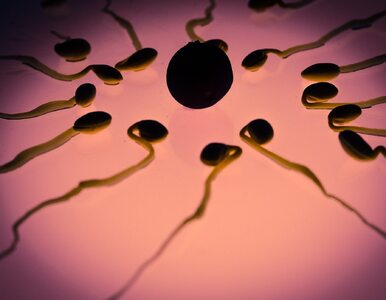 Miniatura: Krew w spermie może mieć wiele przyczyn....