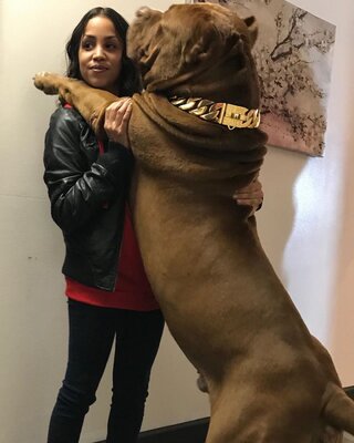 Miniatura: Hulk – największy pitbull na świecie. Jego...