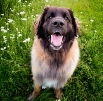 Leonberger Evi 