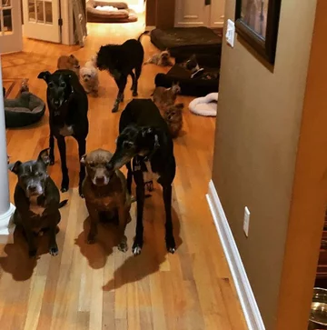 Psy, którymi opiekuje się Chris i Mariesa 