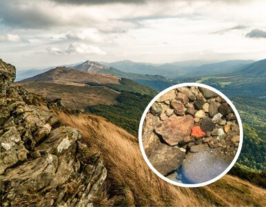 Miniatura: Czerwony kryształ w Bieszczadach. Leśnicy...