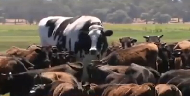 Miniatura: Największy byk w Australii? Oto Knickers