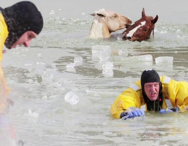Miniatura: Pod końmi załamał się lód. Ratowali je...