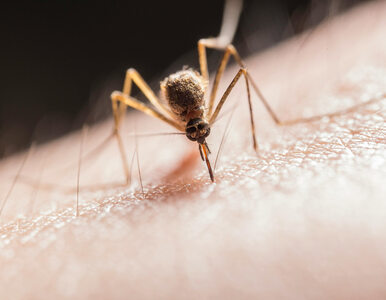 Miniatura: Ten olejek na komary dostałam od...