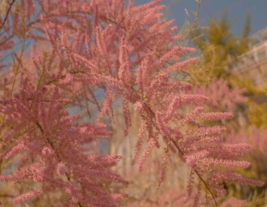 Miniatura: Wygląda jak różowa mgła i daje schronienie...