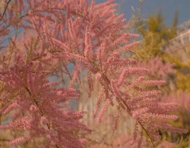 Miniatura: Wygląda jak różowa mgła i daje schronienie...