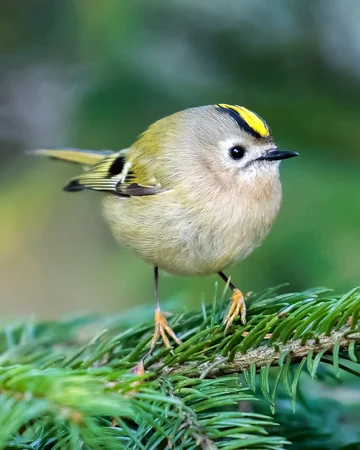 Autorem zdjęć jest Ossi Saarinen 