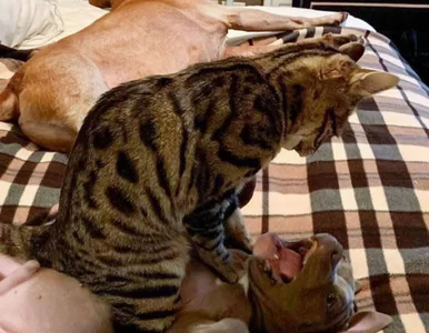 Miniatura: Koty zabierają im jedzenie, zabawki i...