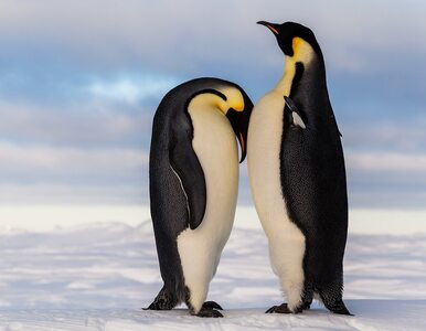 Miniatura: Cała kolonia pingwinów wymarła z głodu....