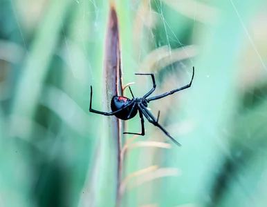 Miniatura: Trafiła do szpitala w ciężkim stanie. W...