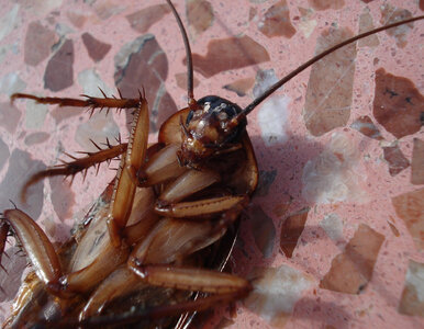 Miniatura: Zimą wychodzą z ukrycia. Ten błąd sprawia,...