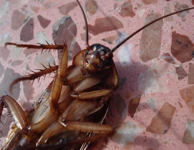 Miniatura: Zimą wychodzą z ukrycia. Ten błąd sprawia,...